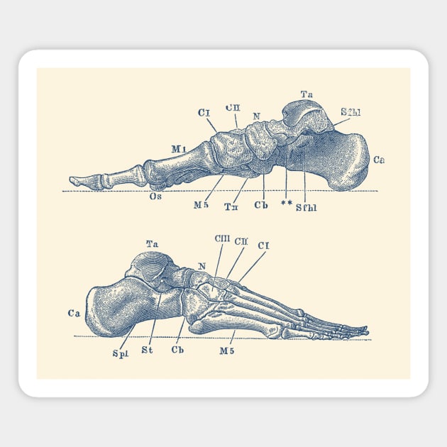 Skeletal Foot Diagram - Dual View - Anatomy Print Magnet by Vintage Anatomy Prints